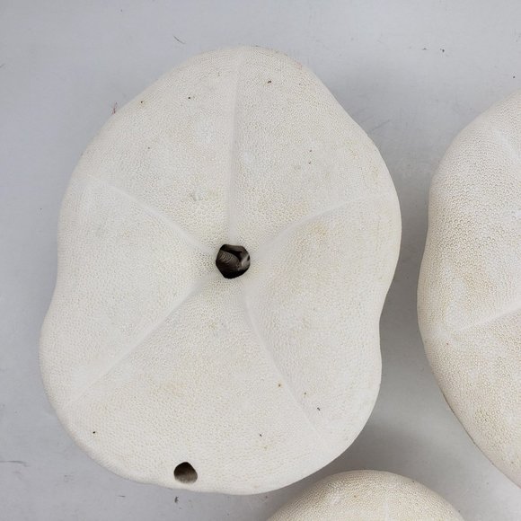 Large Sand Dollar Sea Biscuit Puffy 5" x 4" Vintage Natural Set of 3 - Picture 10 of 13